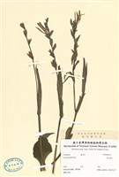 藏品(黃花美人蕉)的圖片